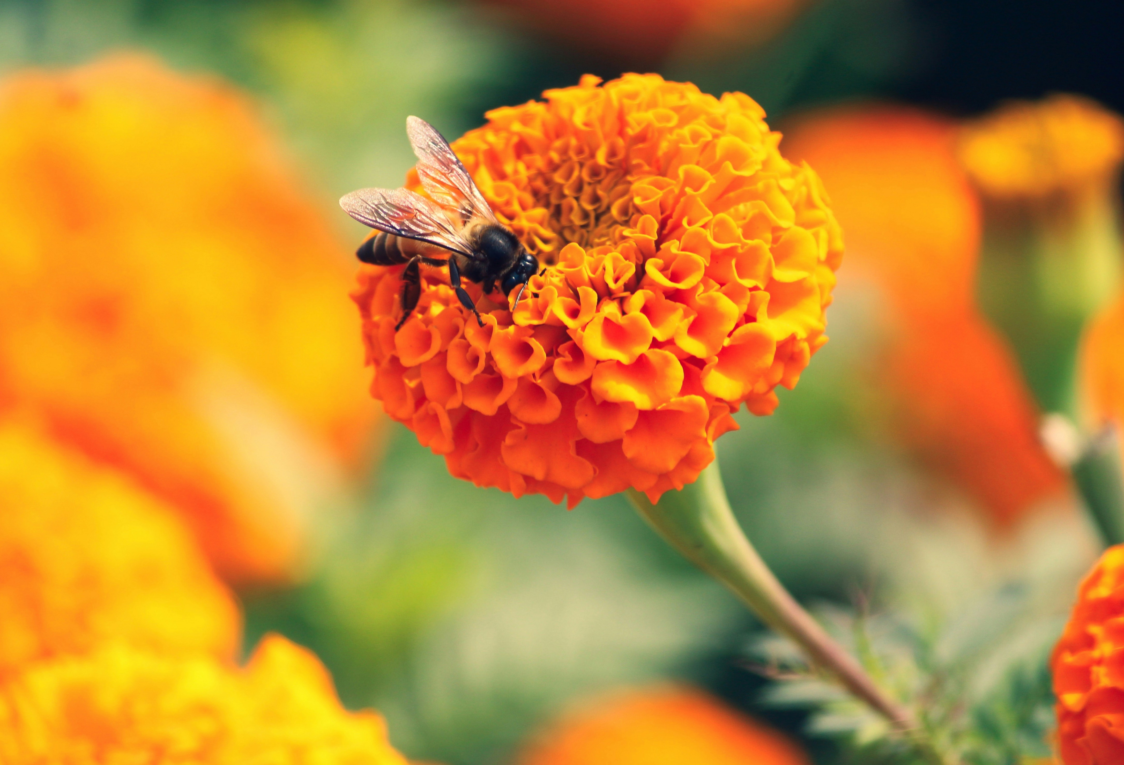 Photo by suman_samanta_07