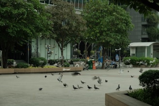 A quiet city plaza clean and free of bird droppings after professional intervention.