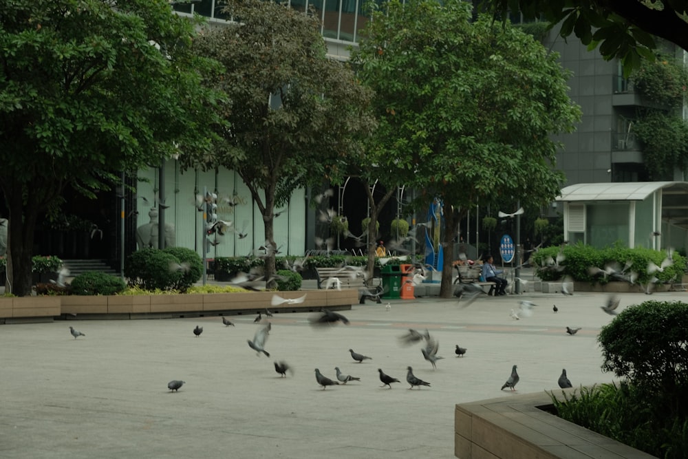 a flock of birds sitting on top of a cement ground