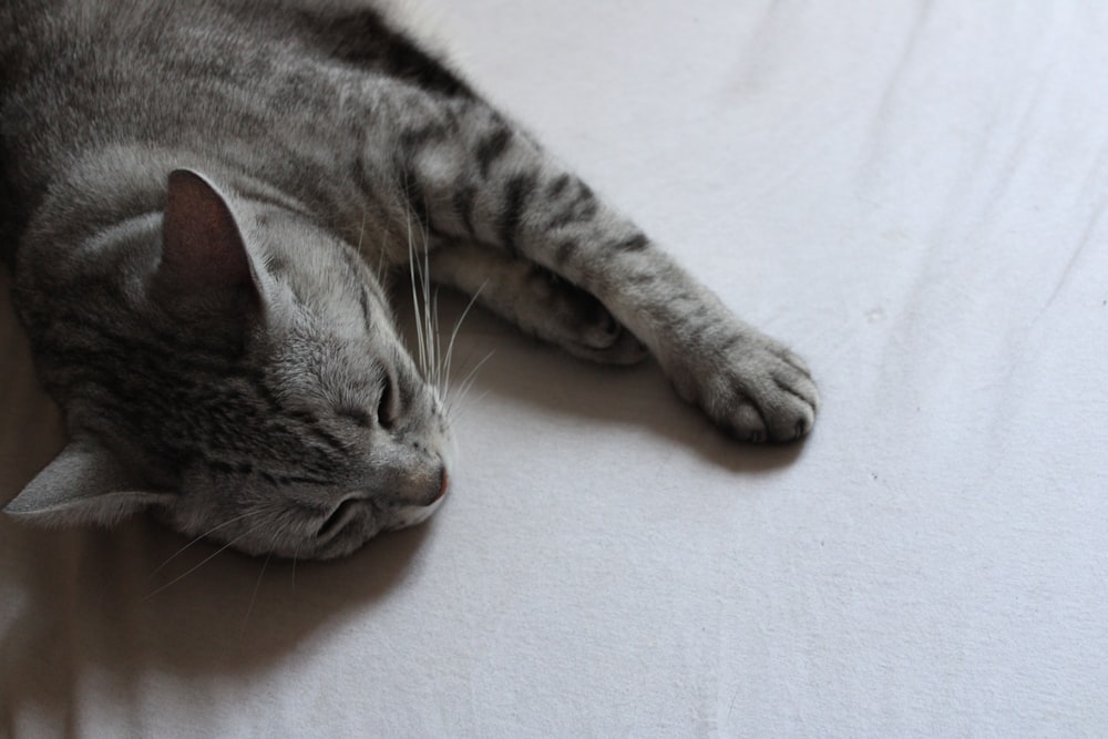a gray cat laying on top of a white bed