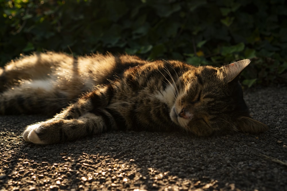 a cat that is laying down on the ground