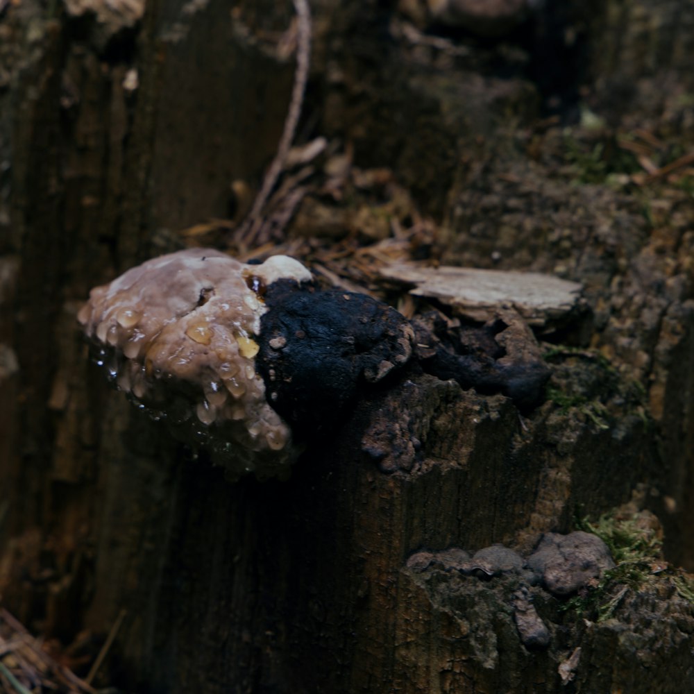 a close up of a mushroom on a tree stump