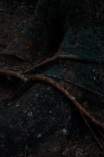 The image features a section of a tree trunk with thick bark and intertwined roots, covered in a layer of moss or similar organic matter. The scene is dark and earthy, with textures of wood and foliage.
