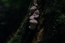 A cluster of beige and white fungi grows vertically along the trunk of a tree. The bark is dark and wet, with patches of green moss surrounding the fungi, suggesting a damp forest environment.