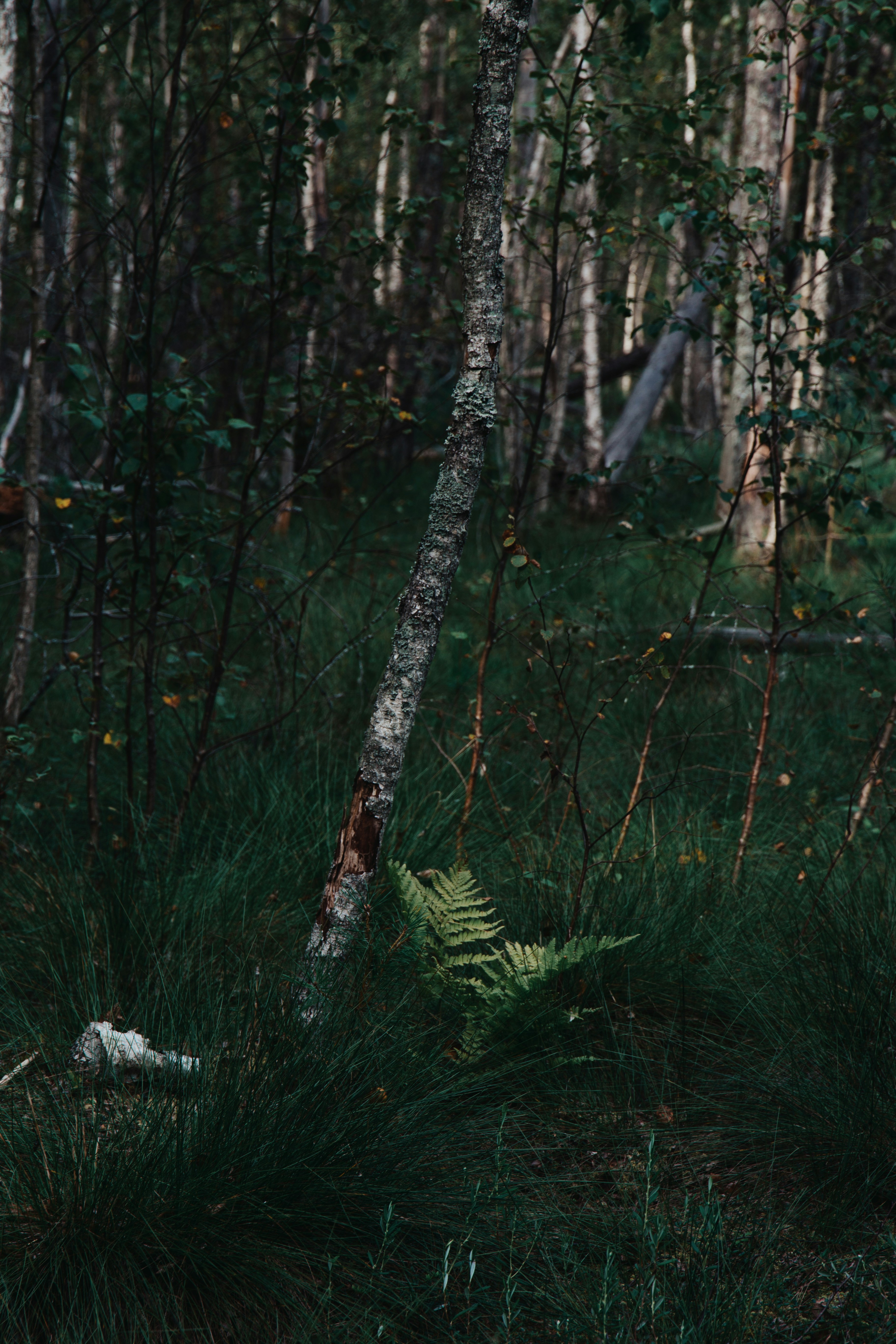 Un bosque lleno de muchos árboles y hierba