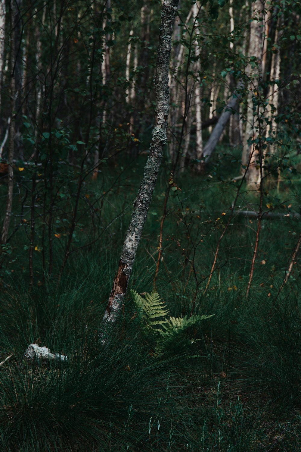 a forest filled with lots of trees and grass