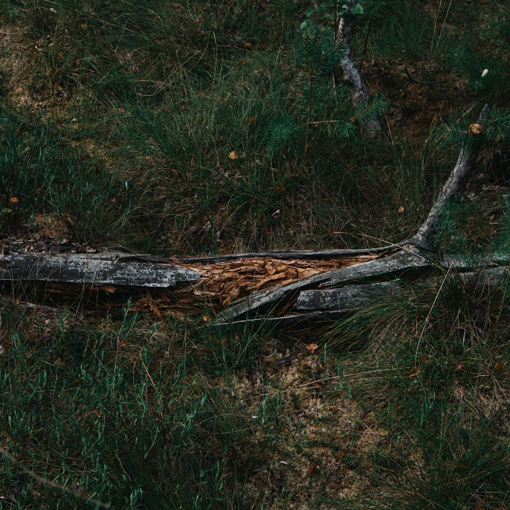 a fallen tree in a grassy area next to a forest