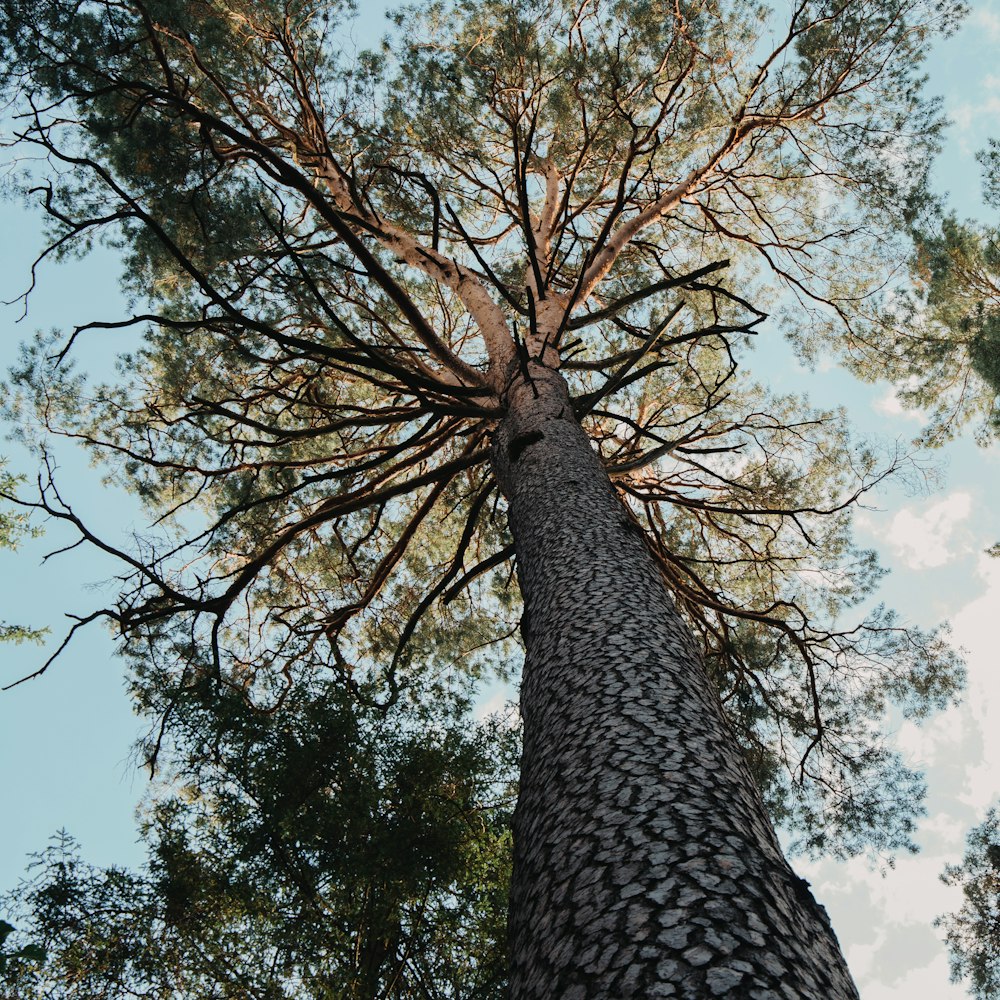 looking up at a tall tree in a forest