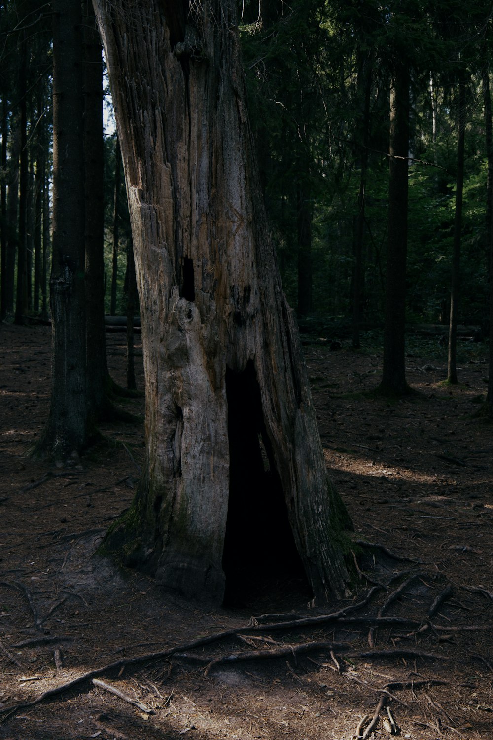 a large tree in the middle of a forest