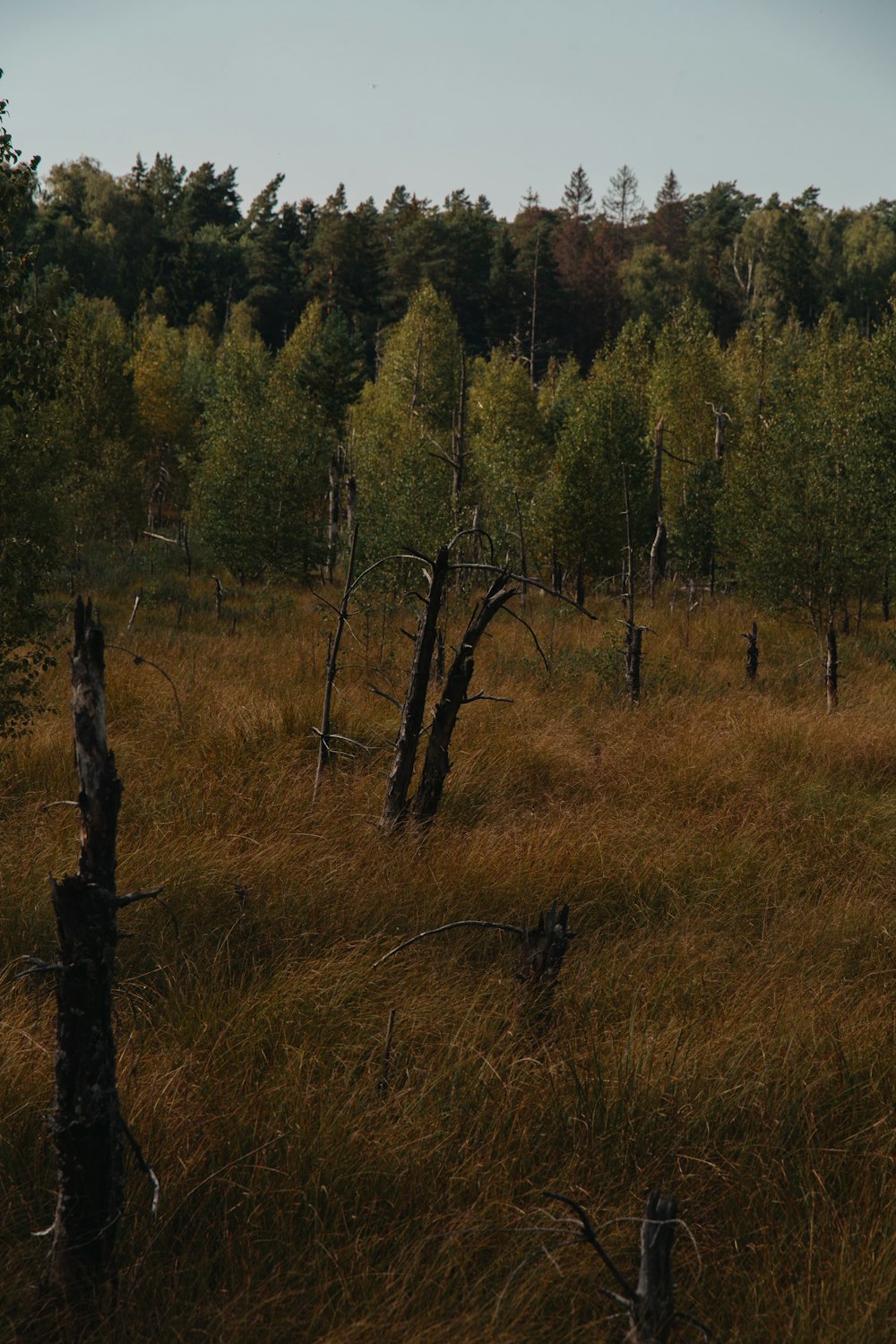 a field of tall grass with trees in the background