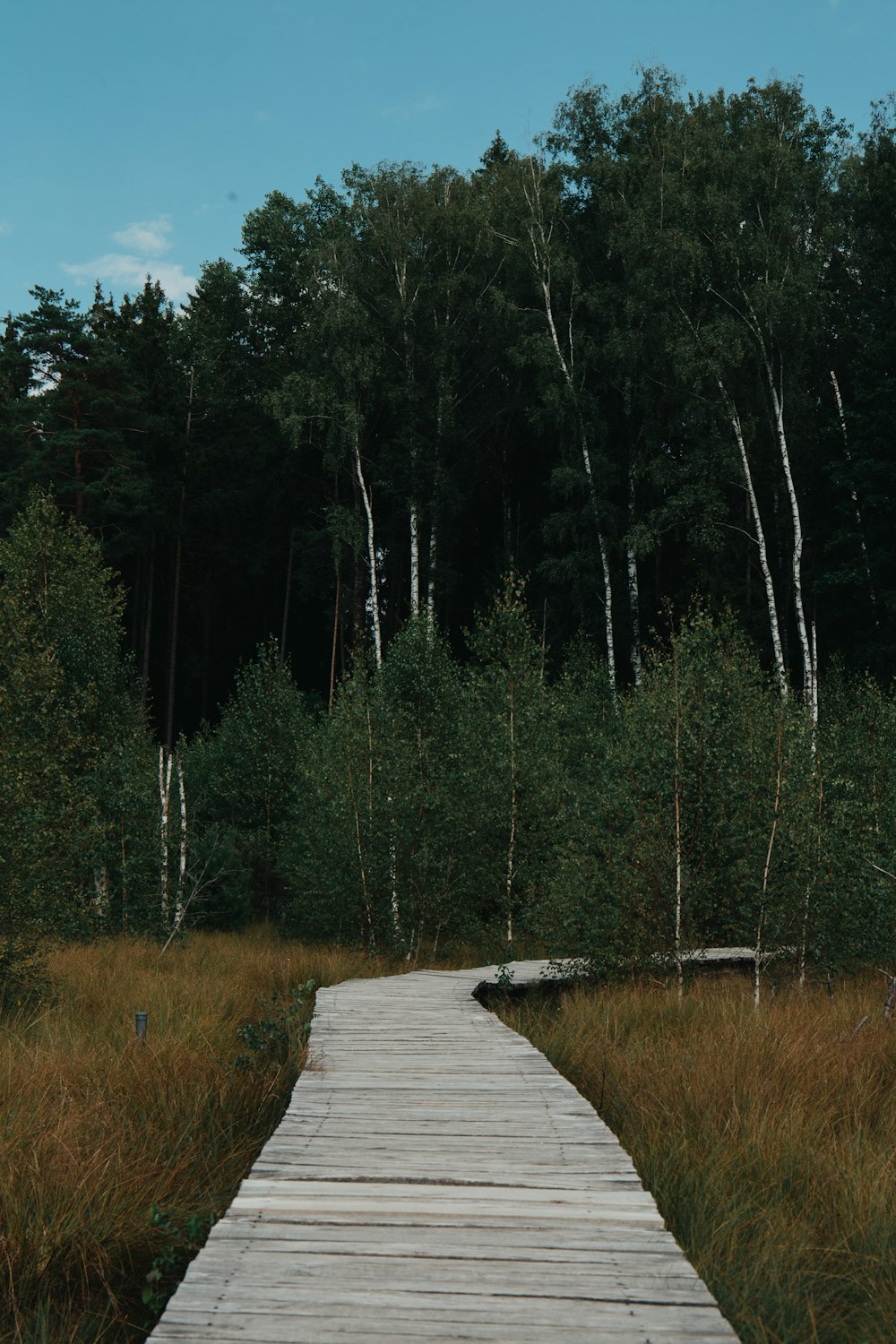 a wooden walkway through a forest with tall grass