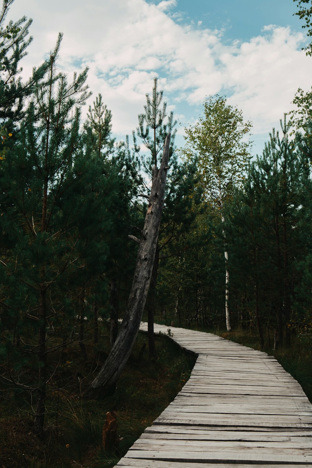 a wooden path through a forest with a fallen tree