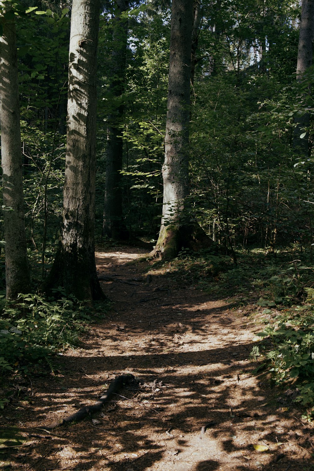 a dirt path in the middle of a forest