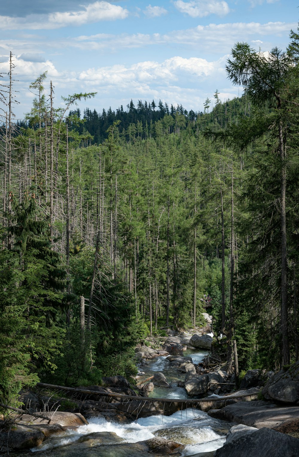 a river running through a forest filled with lots of trees