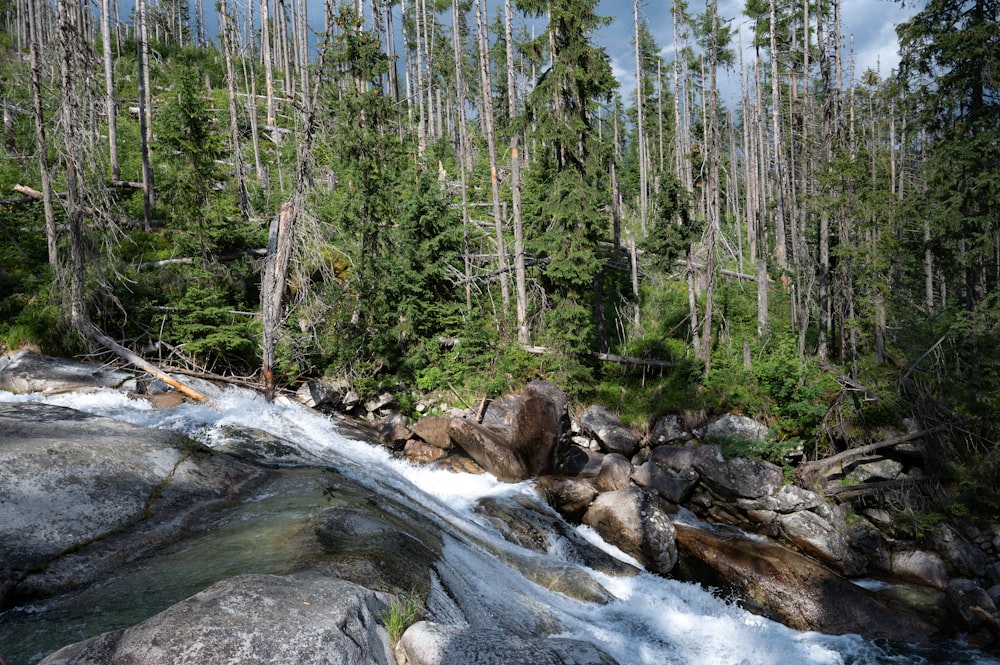 a stream running through a forest filled with lots of trees