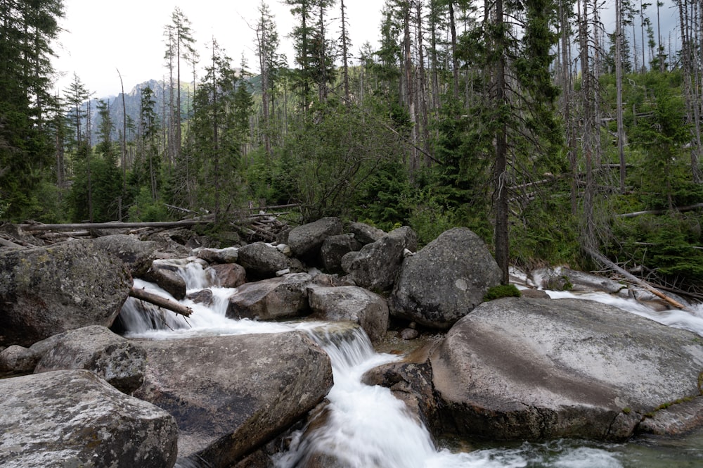 a stream running through a forest filled with rocks