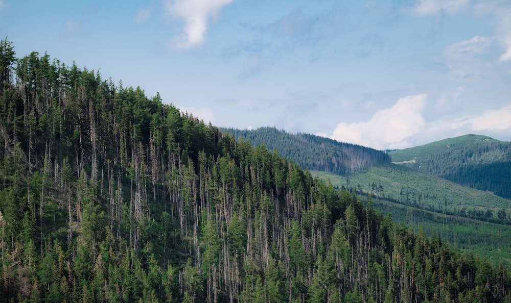 a mountain with a forest of trees on the side of it