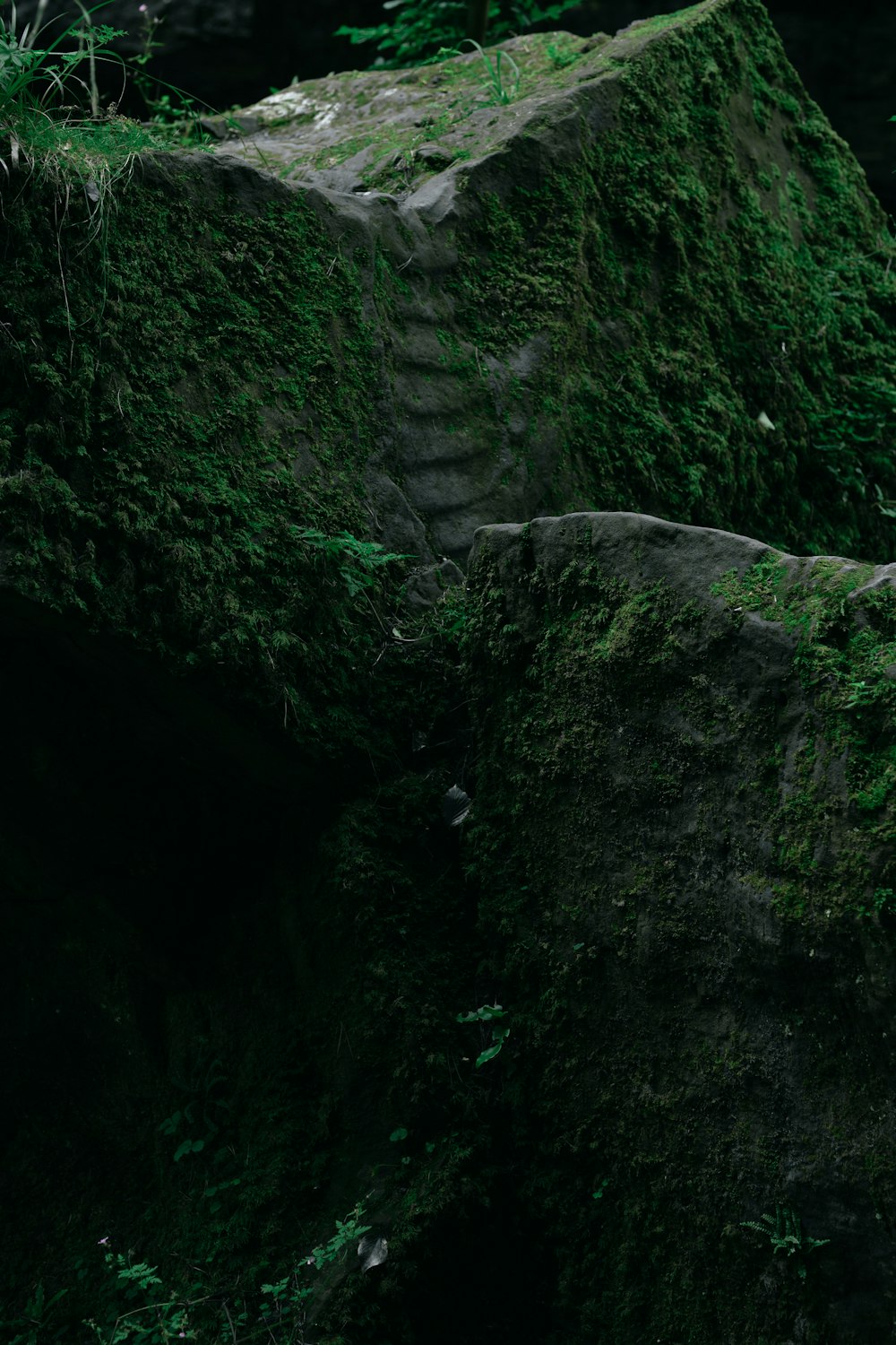 Un gros rocher recouvert de mousse verte dans une forêt