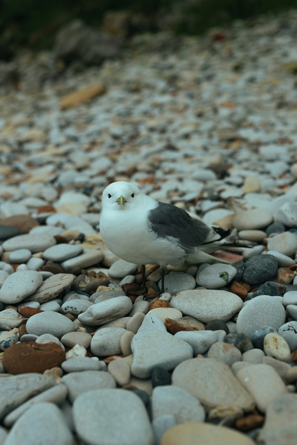 a seagull is standing on a rocky beach