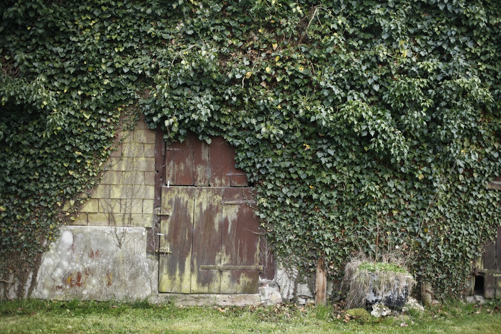 a building covered in vines with a wooden door