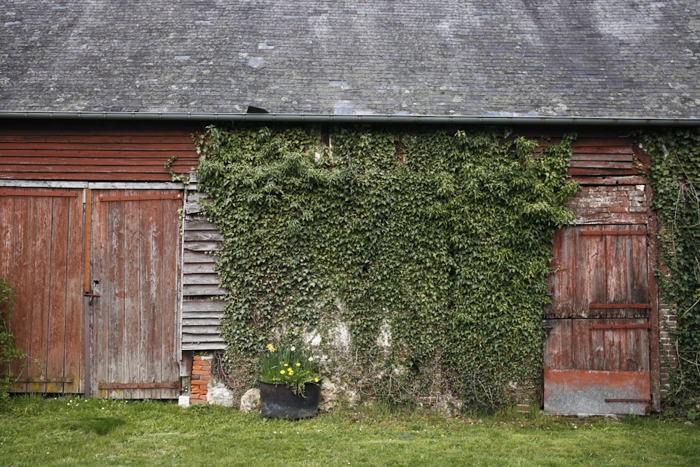 an old barn with ivy growing on the side of it