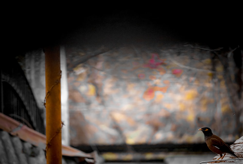 a bird is standing on a ledge in the dark