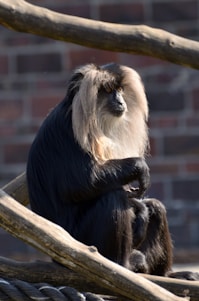 A monkey with a distinctive long, light-colored mane sits on wooden logs against a blurred brick wall background. It has a contemplative expression, with its body facing sideways while its head is turned to look towards the observer.