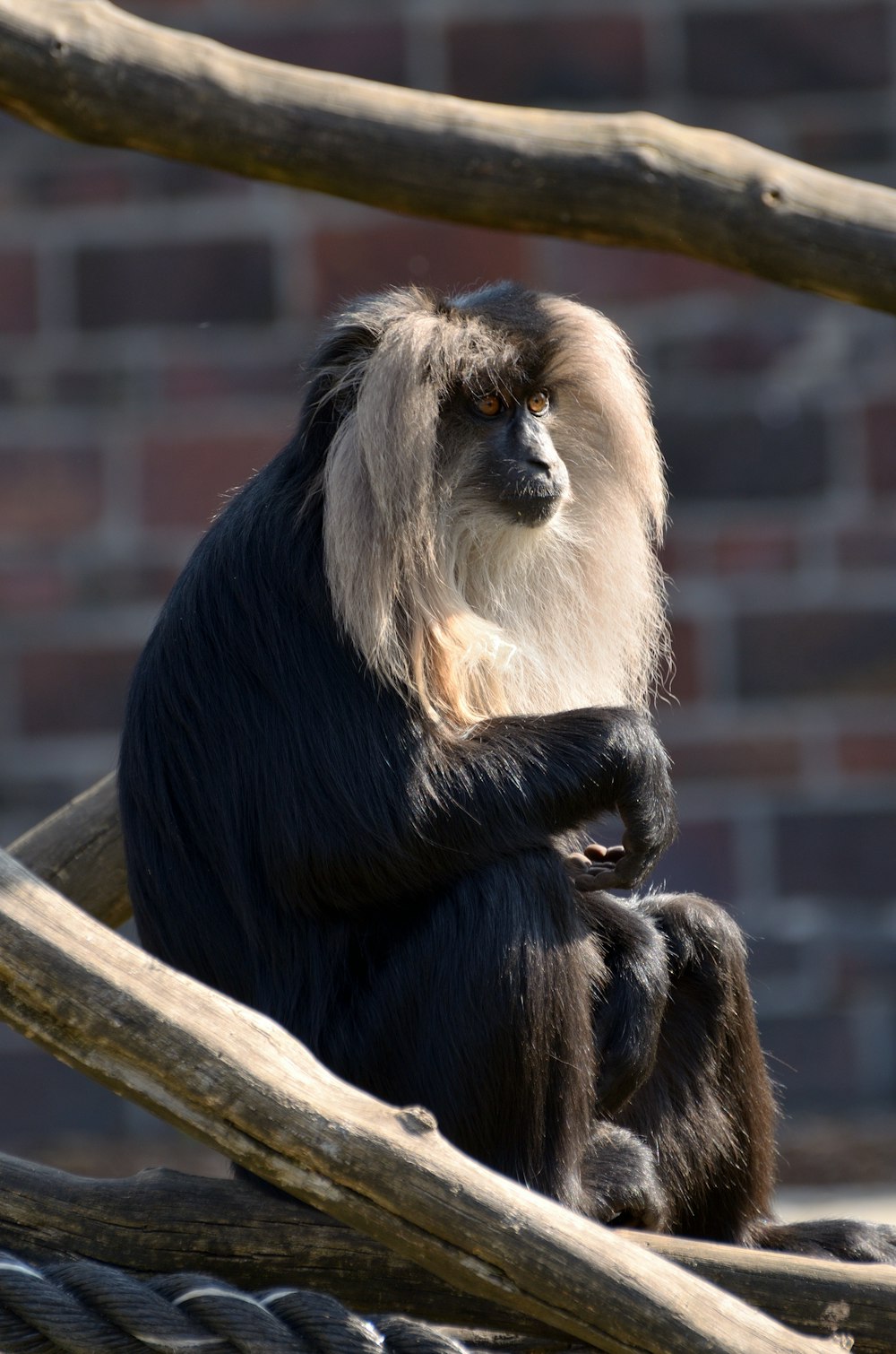 a monkey is sitting on a tree branch