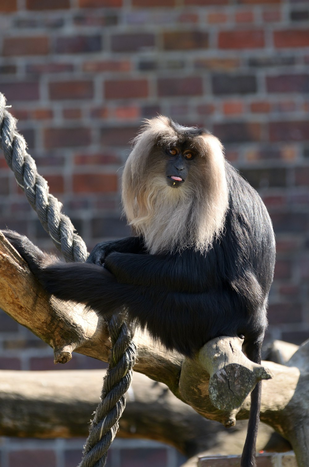 a monkey sitting on a rope in a tree