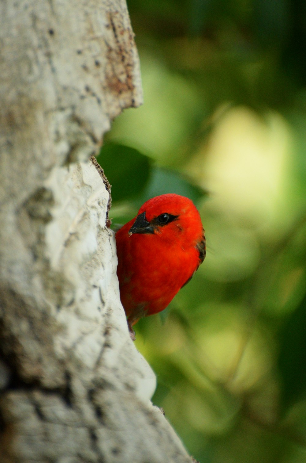 a small red bird perched on a tree branch