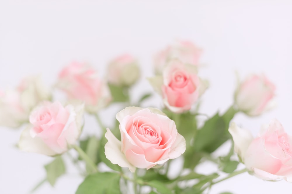 Un jarrón lleno de rosas rosadas y blancas