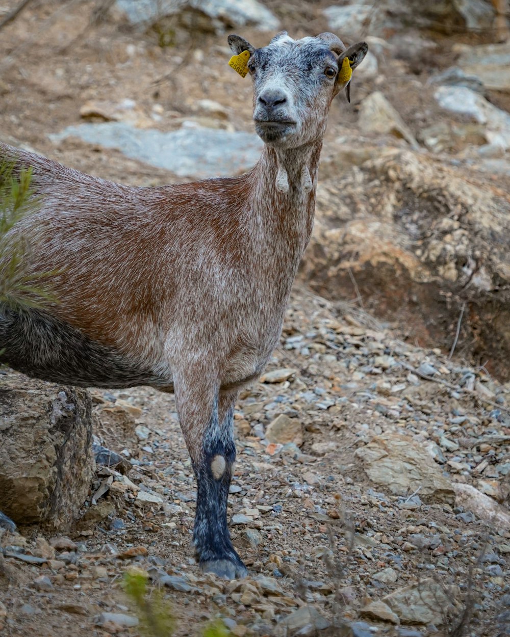a goat standing on top of a rocky hillside