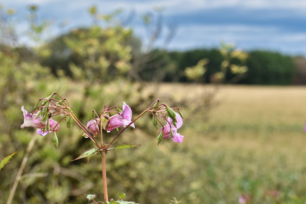 a pink flower in a grassy field with trees in the background