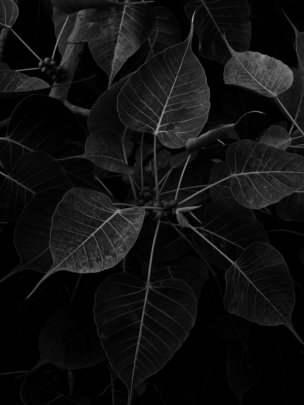 a black and white photo of a leafy plant