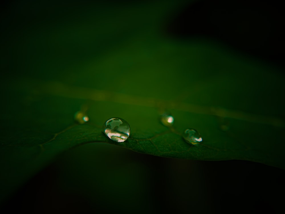 three drops of water on a green leaf
