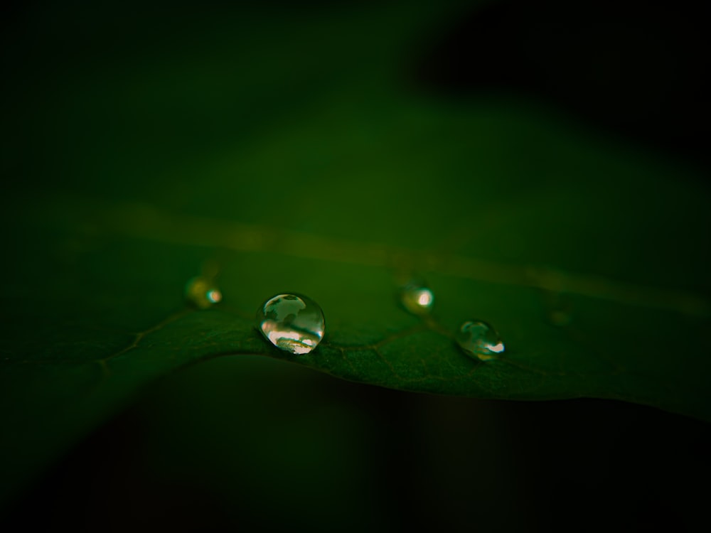 drei Tropfen Wasser auf einem grünen Blatt