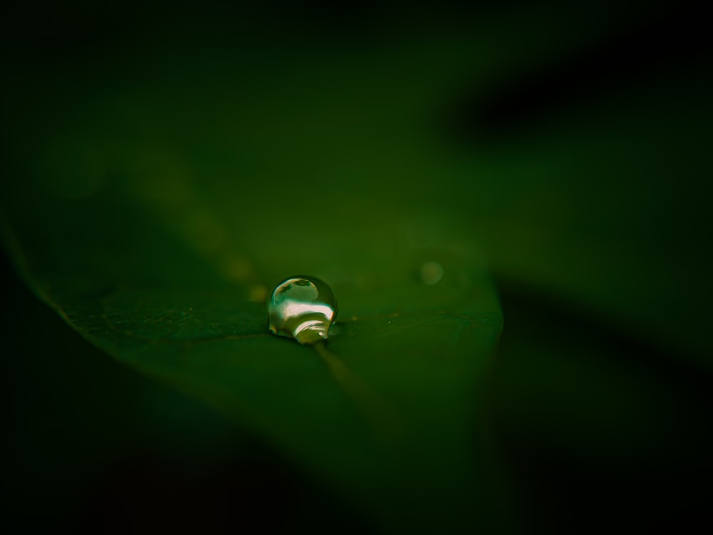 a drop of water sitting on top of a green leaf