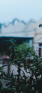 A close-up of green leaves with morning dew in a small urban garden.