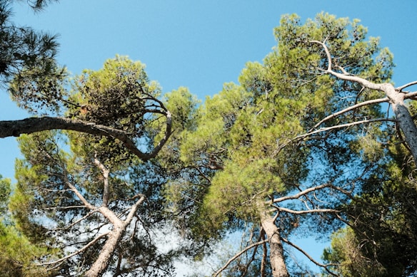 A canopy of tall trees with lush green foliage and twisted trunks set against a clear blue sky. The branches reach out in various directions, creating an intricate pattern with the leaves filtering the sunlight.