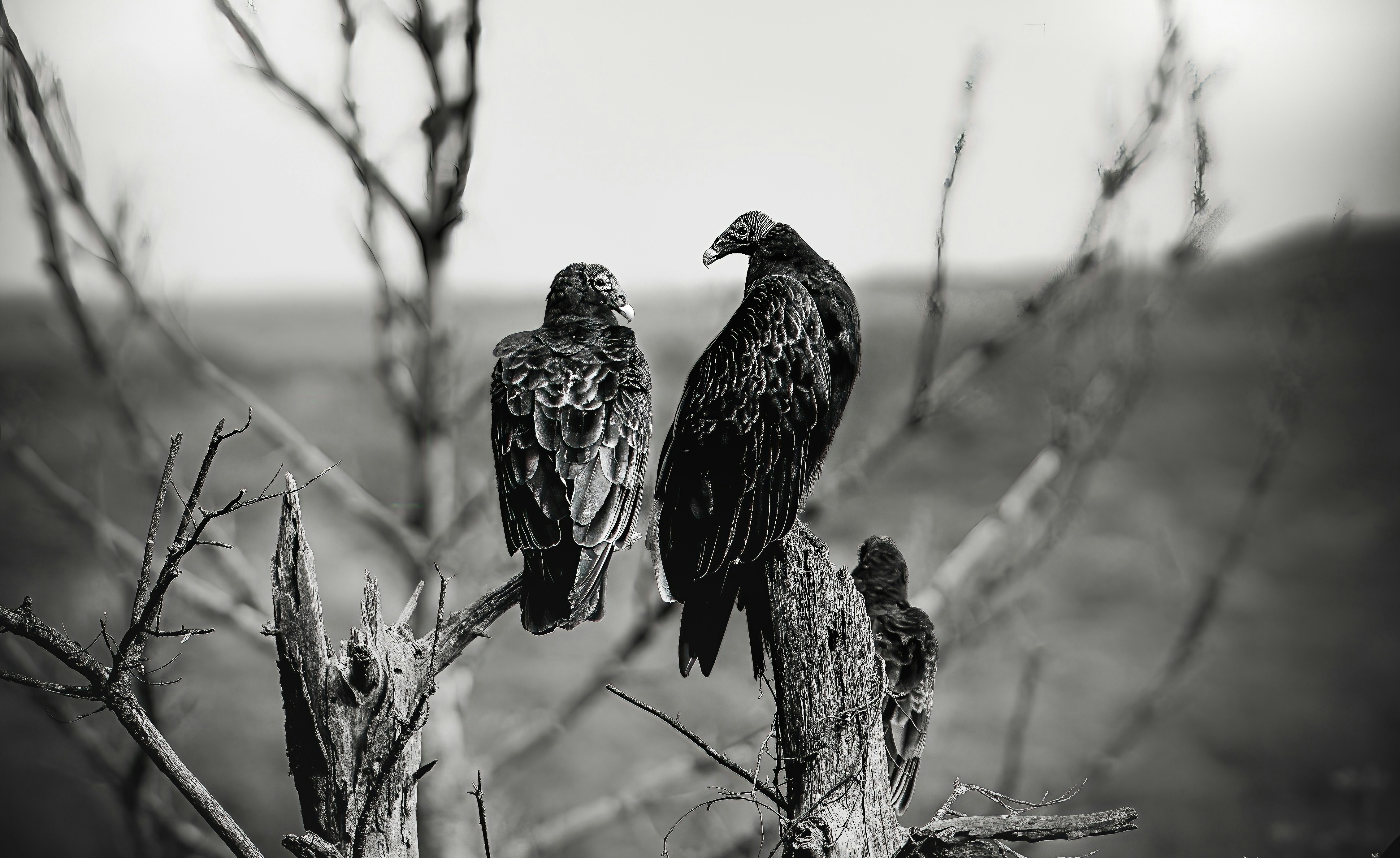 two large birds perched on top of a tree branch