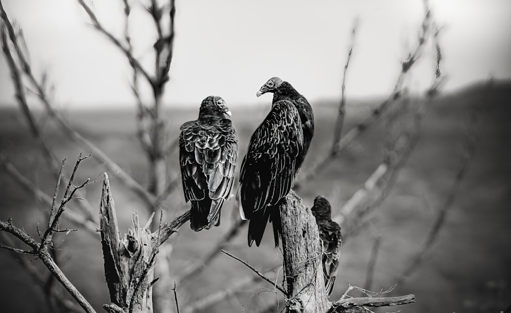two large birds perched on top of a tree branch