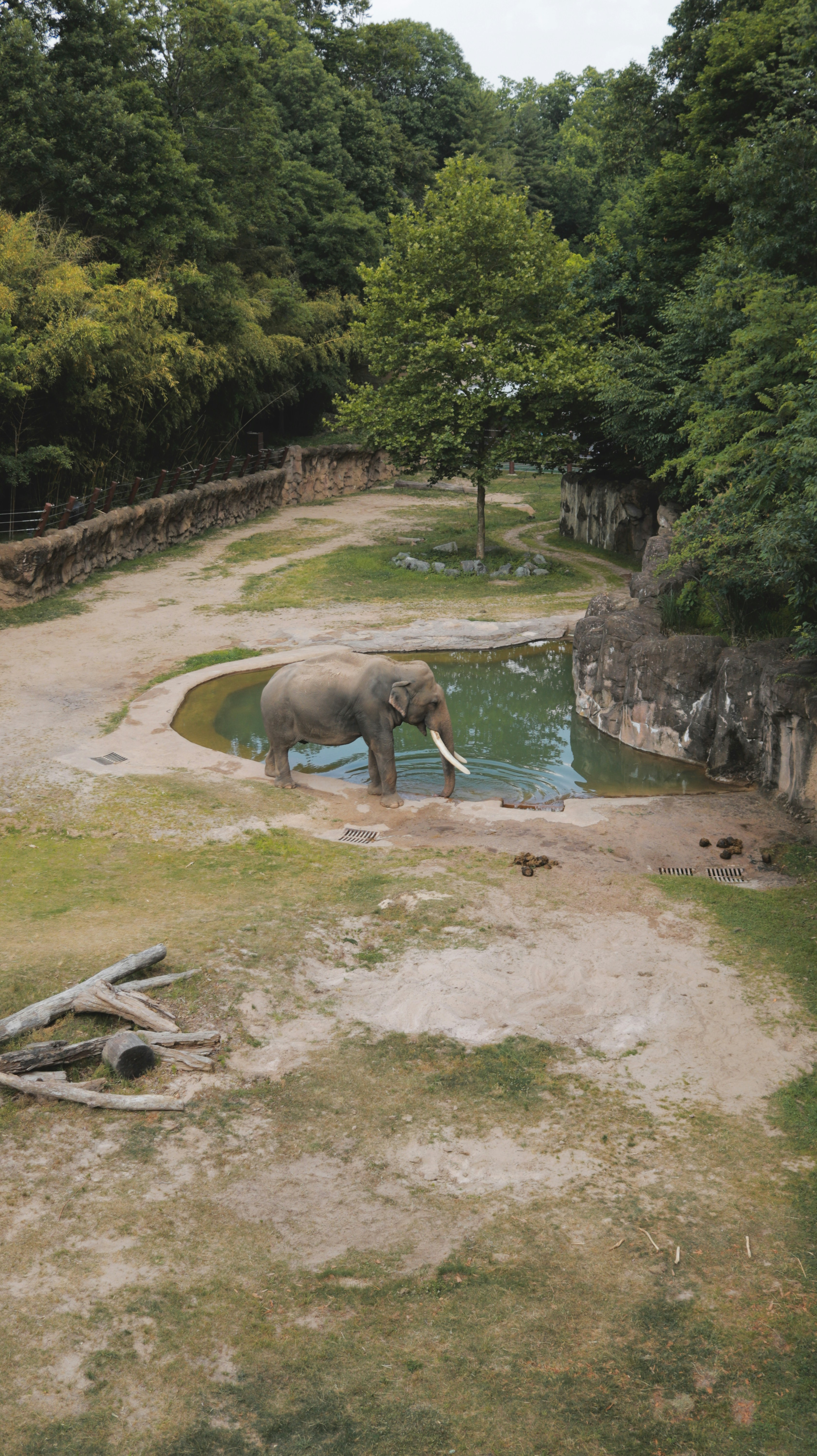 Un elefante está parado en el agua en el zoológico