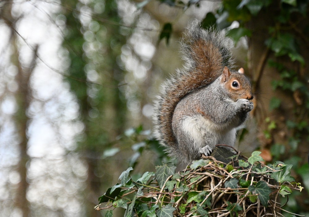 a squirrel sitting on top of a tree branch