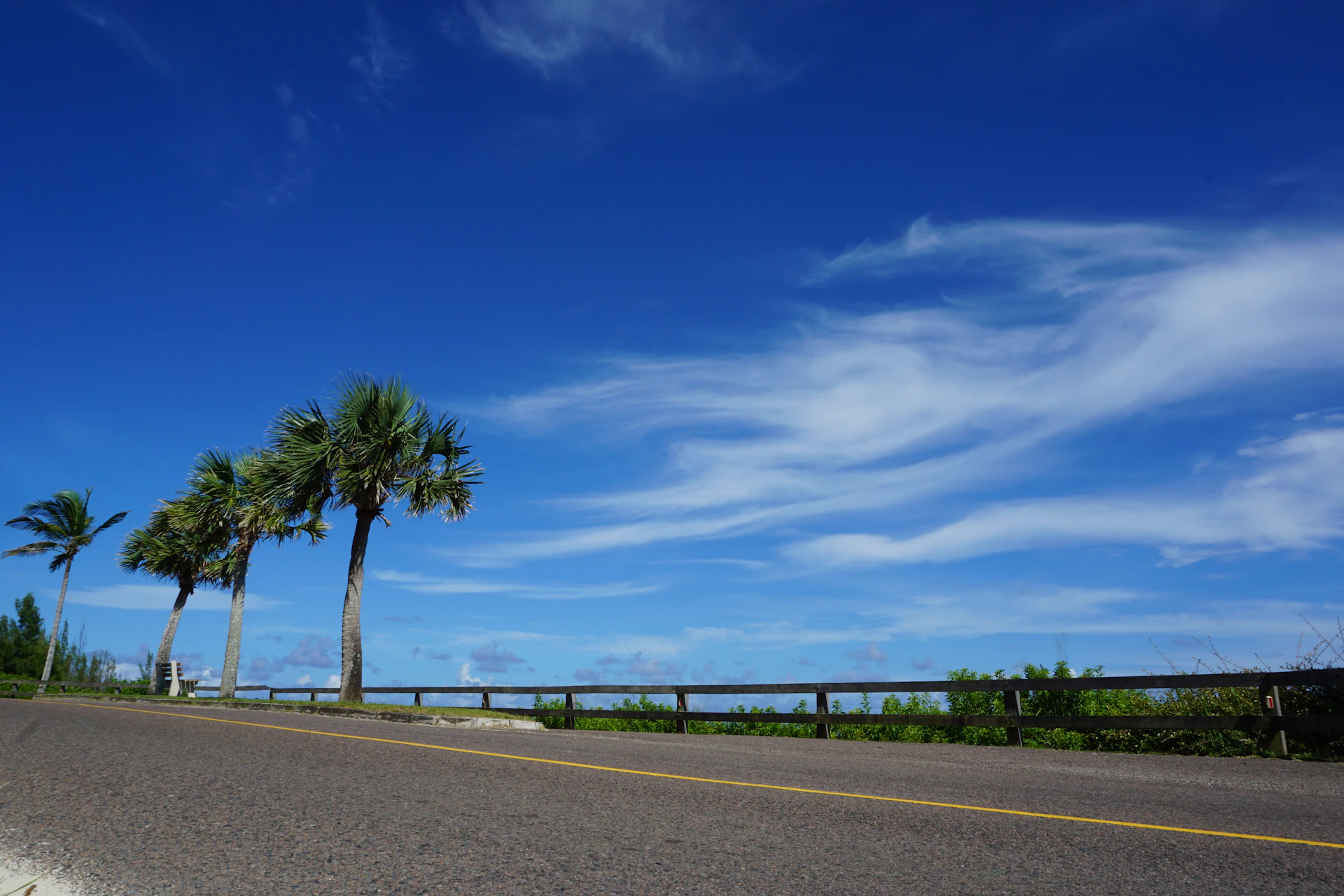 two palm trees on the side of a road