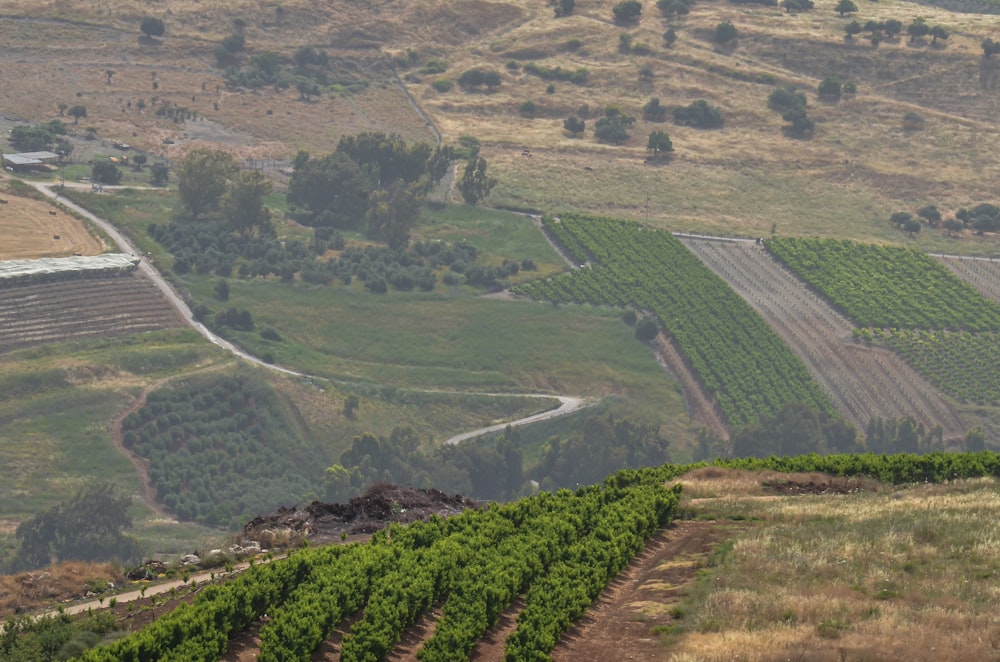 Una vista de un viñedo desde una colina