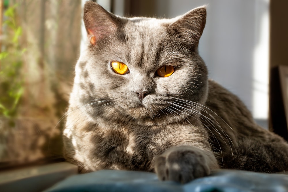 a gray cat with yellow eyes sitting on a window sill