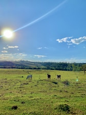 Sunlit dairy farm fields with grazing cows under a clear blue sky.