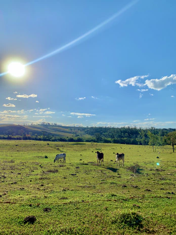 Sunlit view of the ranch with happy animals grazing under a bright blue sky.