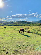 A serene pasture with happy rescued farm animals grazing under a bright sky.
