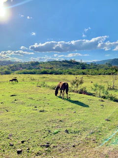 A serene pasture at Equilibrio Ecuestre with horses grazing peacefully under a clear blue sky.